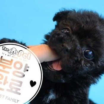 푸들 ♀ 12.14 분양완료