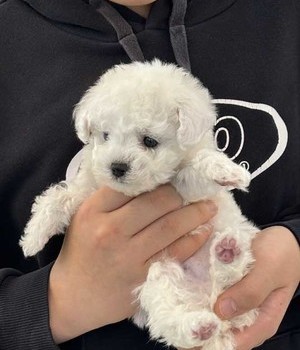비숑프리제 분양후기 [25.2.2]