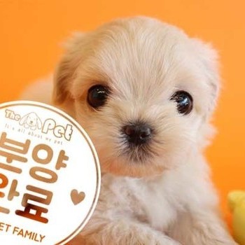 말티푸 ♀ 1.23 분양완료