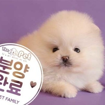 포메라니안 ♂ 10.31 분양완료