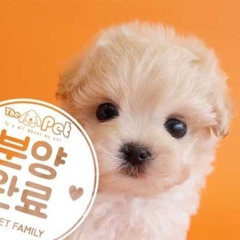 말티푸 ♂ 12.24 분양완료