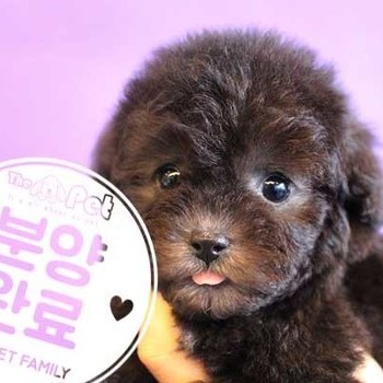 푸들 ♀ 10.30 분양완료