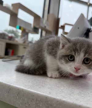 브리티쉬숏헤어 분양후기[25.6.12]