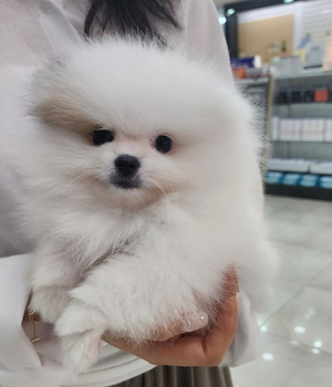 포메라니안 분양후기[25.5.17]