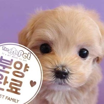 말티푸 ♂ 10.22 분양완료