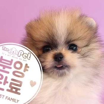 포메라니안 ♀ 5.20 분양완료