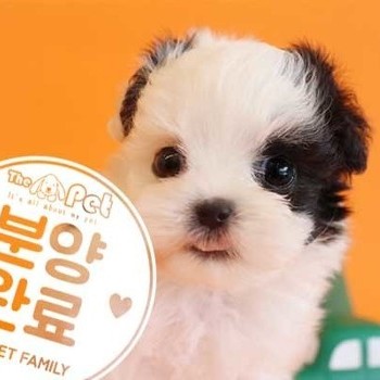 말티푸 ♀ 3.12 분양완료