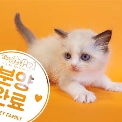 랙돌 ♂ 12.8 분양완료