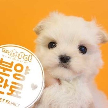 말티푸 ♀ 12.6 분양완료