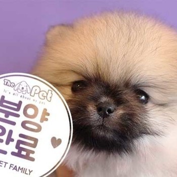 포메라니안 ♂ 10.30 분양완료