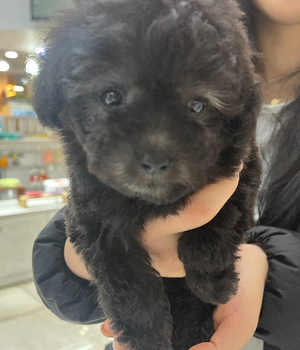 푸들 분양후기 [24.12.25]