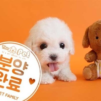  비숑프리제 ♂ 2.20 분양완료