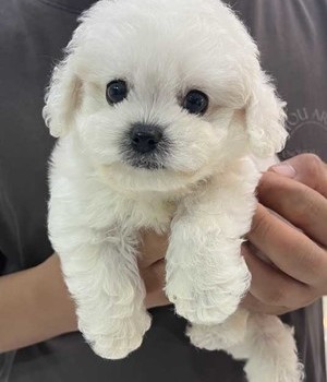 비숑프리제 분양후기(25.9.23)