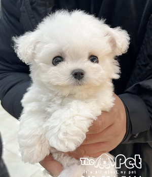 비숑프리제 분양후기(25.11.20)