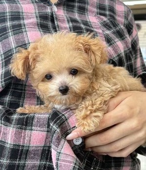 말티푸 분양후기[25.9.3]