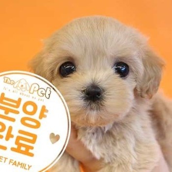 말티푸 ♀ 5.13 분양완료