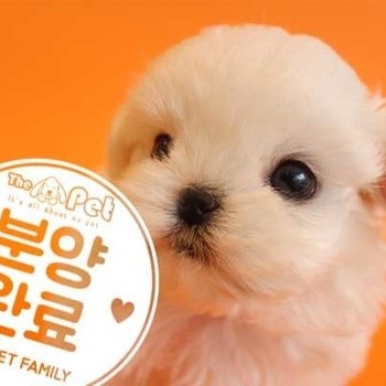 말티즈 ♂ 1.6 분양완료