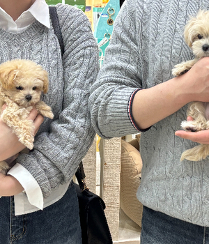 말티푸 분양후기[25.4.9]