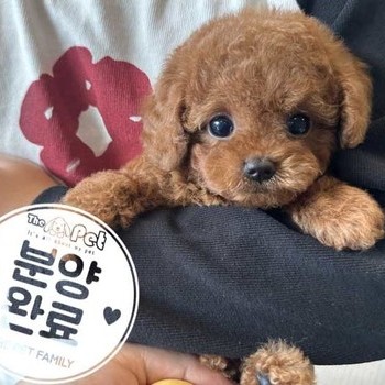 푸들 ♀ 7.28
