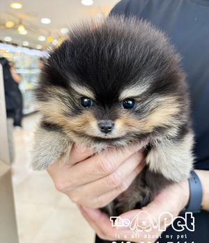 포메 분양후기(25.11.15)