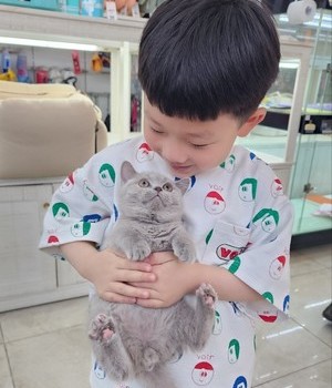 브리티쉬숏헤어 분양후기[25.5.11]