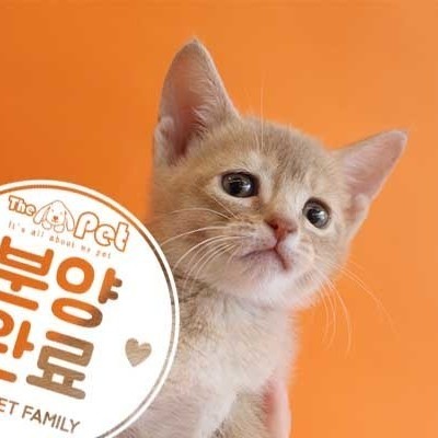 아비시니안 ♀ 1.23 분양완료
