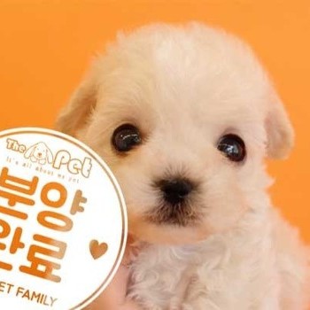 말티푸 ♂ 2.6 분양완료