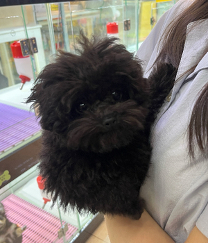 푸들 분양후기[25.7.20]