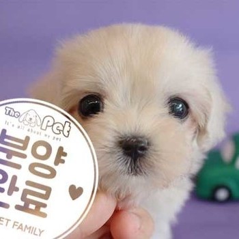 말티푸 ♀ 4.30 분양완료