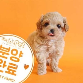말티푸 ♂ 2.20 분양완료