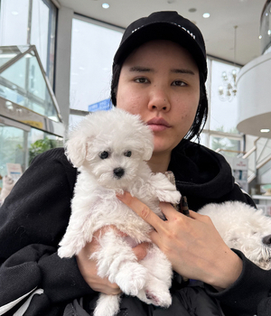 비숑프리제 분양후기[25.4.12]