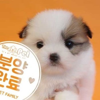 시츄포메 ♀ 5.14 분양완료