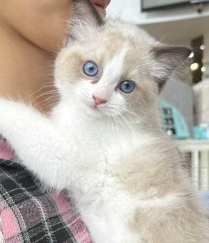 랙돌 분양후기[25.9.3]