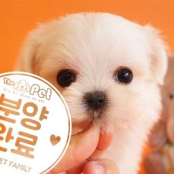 말티즈 ♂ 6.17 분양완료