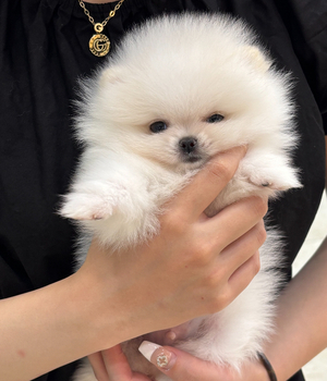 포메라니안 분양후기[25.6.29]