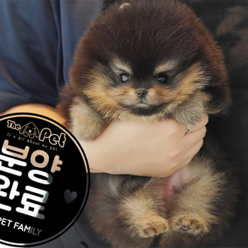 초코탄 포메라니안 ♀ 9.5