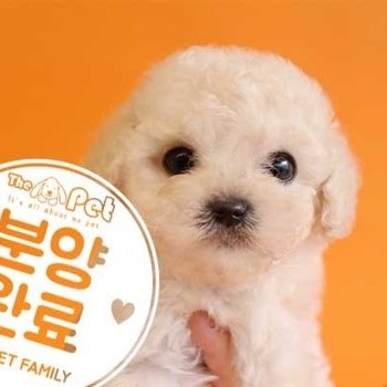 비숑프리제 ♂ 11.30 분양완료