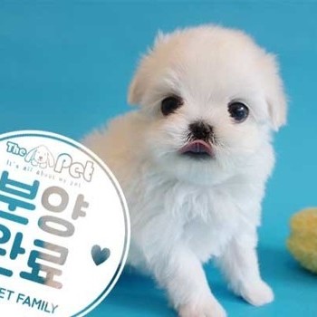 말티즈 ♀ 12.14 분양완료