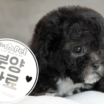 실버 토이푸들 왕자님 5.22