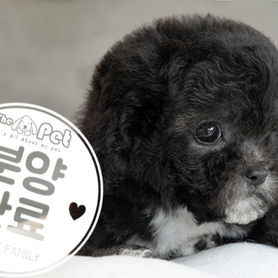 실버 토이푸들 왕자님 5.22
