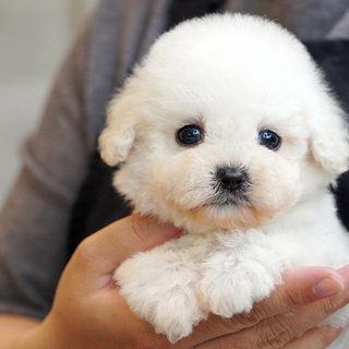 푸숑 쪽 공주님 0315
