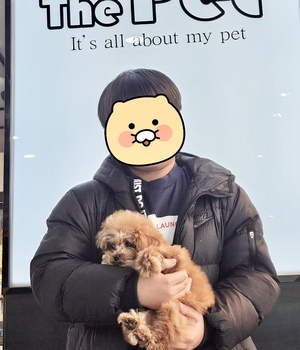 [중리점] 푸들 분양후기(26.01.25)