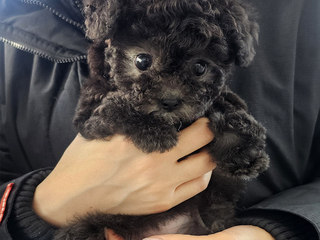 실버푸들 분양후기(26.04.05)