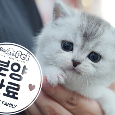 브리티쉬 숏헤어 공주님 2.23