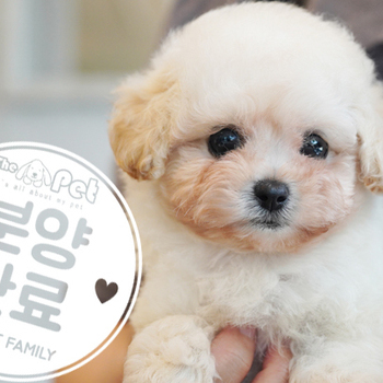 말티푸 공주님 4.13