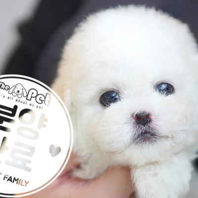 비숑프리제 공주님 12.22