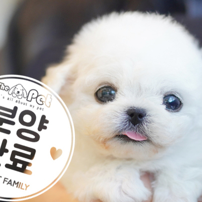 미니비숑 공주님 2.2
