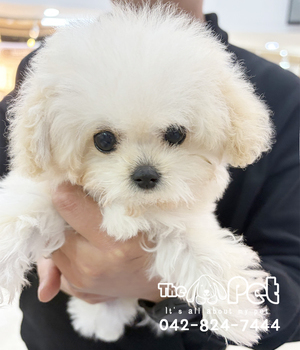 푸들 분양후기(26.02.09)