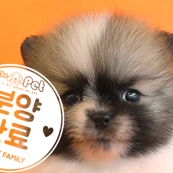포메라니안 ♀ 7.22