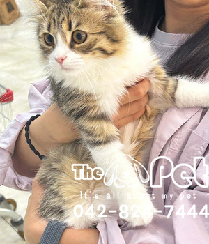 노르웨이숲 분양후기(26.07.04)